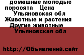 домашние молодые поросята › Цена ­ 2 500 - Ульяновская обл. Животные и растения » Другие животные   . Ульяновская обл.